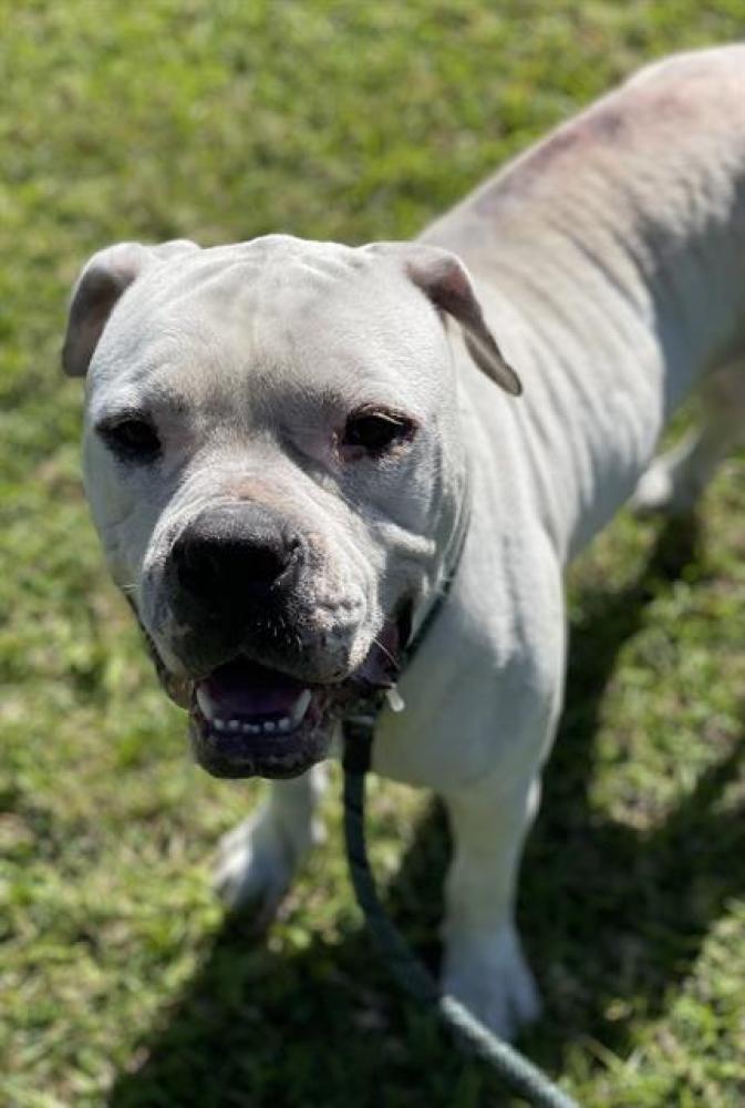 Shelter Stray Male Dog last seen Near BLOCK KATHY LN, MARGATE FL 33068, Davie, FL 33312