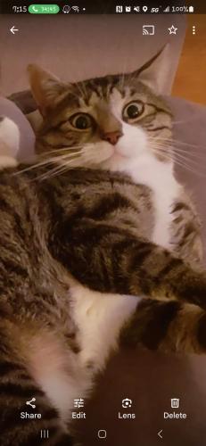 Lost Male Cat last seen fire department, Canton Township, PA 15301