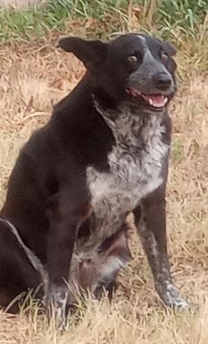 Lost Male Dog last seen Ave t and 33 st, Temple, TX 76504