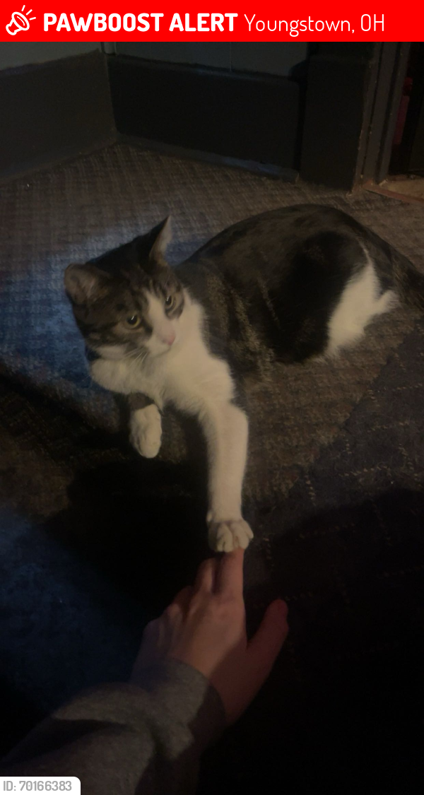 Lost Male Cat last seen West side area, Salts springs road/ Randolph Street, Youngstown, OH 44509