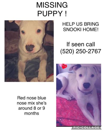 Lost Female Dog last seen 12th n corona , Tucson, AZ 85756