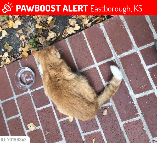 Lost Female Cat last seen Mission & Lynwood, Eastborough, KS 67207