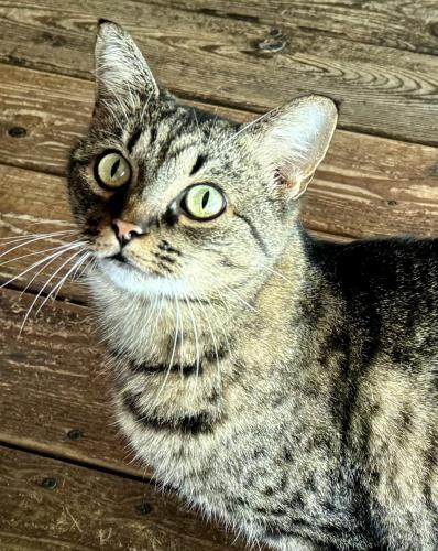 Lost Female Cat last seen Hunt Road, Crestmont, Magic Lane, Cincinnati, OH 45215