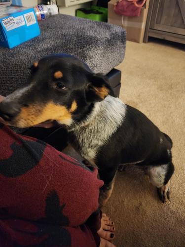 Lost Male Dog last seen By tar heel rd and Smith mill rd, Lumberton, NC 28358
