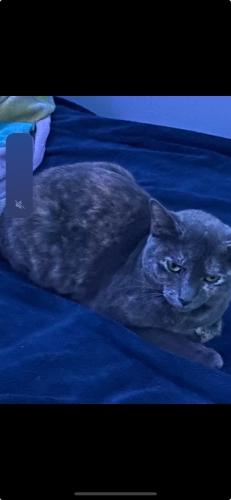 Lost Female Cat last seen Near S.E. 7 st Deerfield , Deerfield Beach, FL 33441
