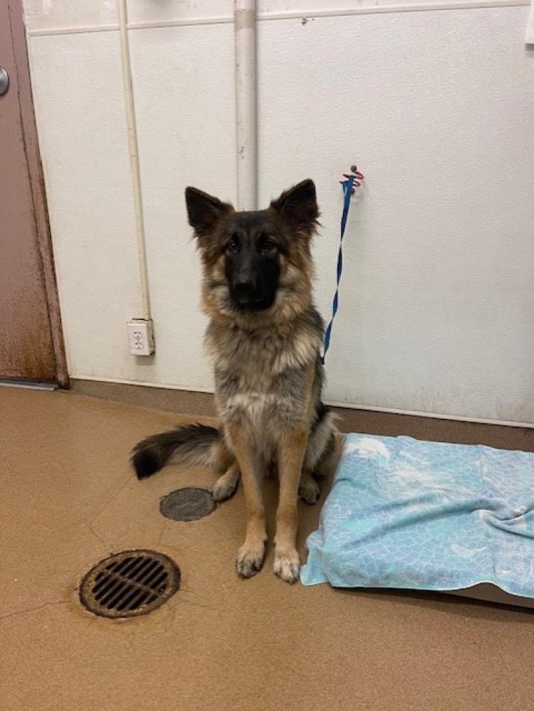 Shelter Stray Female Dog last seen TENNYSON/MT EDEN HS, Hayward, CA 94544