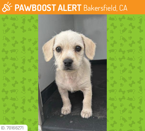 Shelter Stray Female Dog last seen Near BLK 3RD ST. BAKERSFIELD, CA, Bakersfield, CA 93307