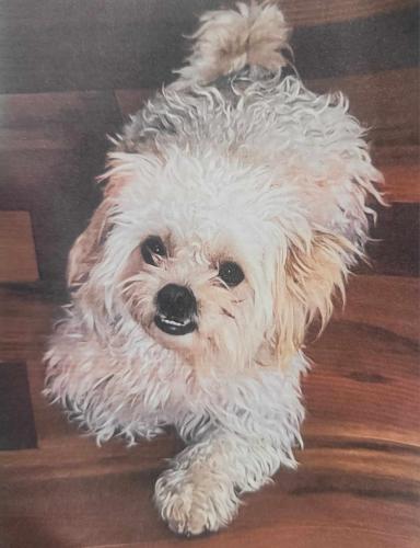 Lost Male Dog last seen on Mount Holyoke Dr near Marguerite Dr, Louisville, KY 40216