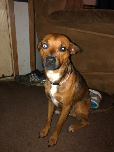 Lost Male Dog last seen Dave's road, York, SC 29745