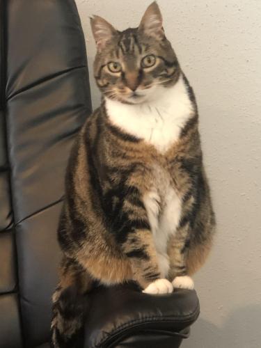 Lost Male Cat last seen 23rd Ave and A St Forest Grove, Forest Grove, OR 97116