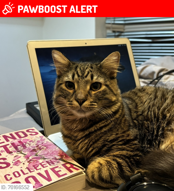 Lost Male Cat last seen Car park at LE1 7GE, Leicester, England LE1