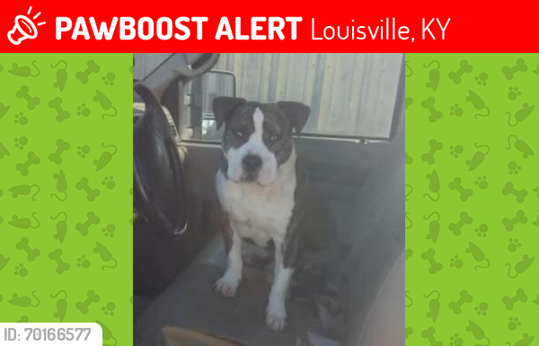 Lost Male Dog last seen on Greenwood Rd near Nancy Lane, Louisville, KY 40258