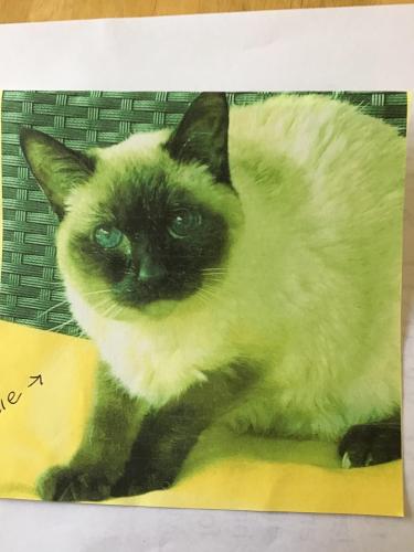 Lost Female Cat last seen South Kings Hwy & Howerton, Noel, Missouri, Noel, MO 64854