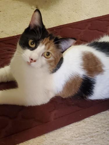 Lost Female Cat last seen 10th street and Palmdale by BOA, Palmdale, CA 93550
