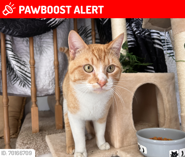 Lost Male Cat last seen Escaped from west hill ct, North Little Rock, AR 72118