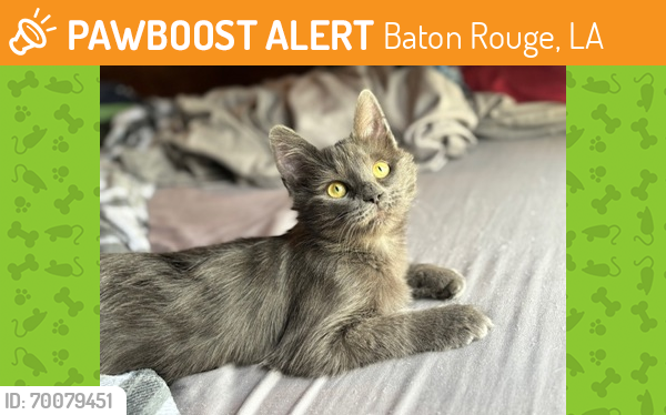 Shelter Stray Female Cat last seen Tiger Bend Rd & Antioch Rd, 70817, LA, Baton Rouge, LA 70820