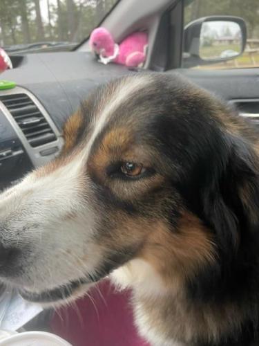 Lost Female Dog last seen Hwy 62 at Candlewood Rd Viola AR, Fulton County, AR 72583