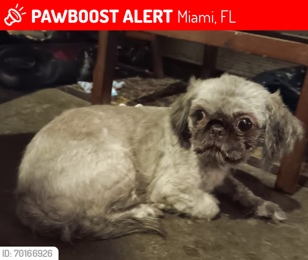 Lost Female Dog last seen NW 43rd Street and 3rd Avenue, Miami, FL 33127