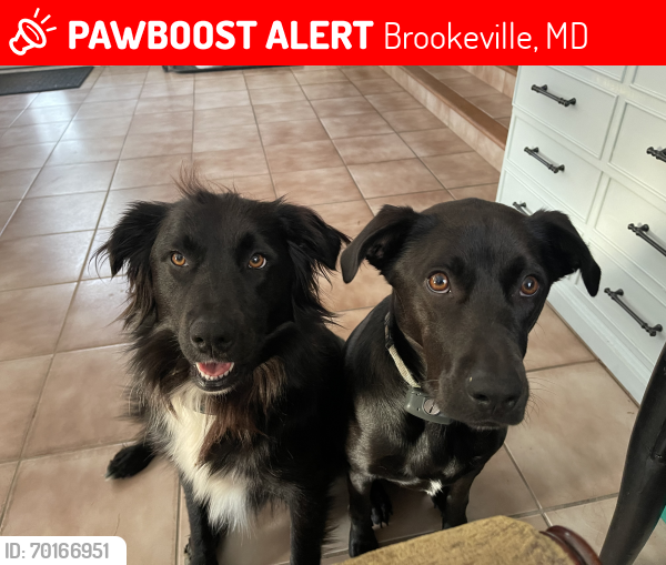 Lost Unknown Dog last seen Bordly Drive in Brookeville, MD, Brookeville, MD 20833