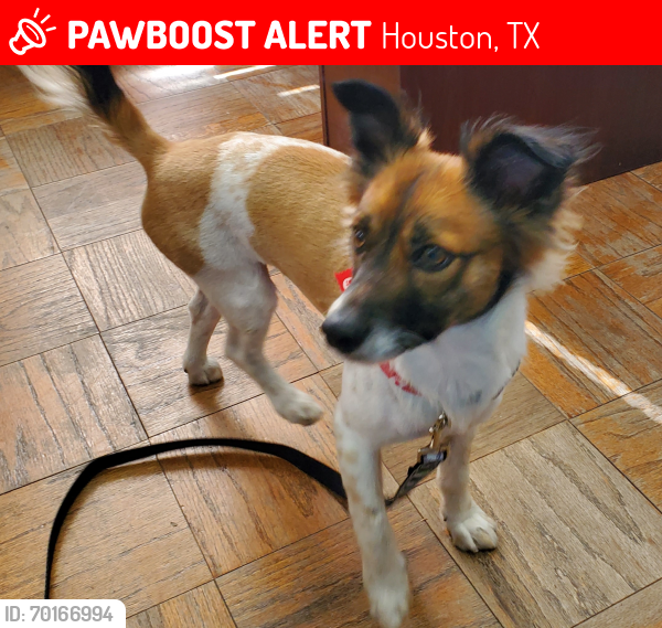 Lost Male Dog last seen ALDIN WESTFIELD 77032, Houston, TX 77032