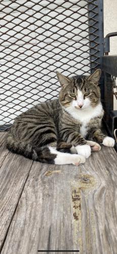 Lost Male Cat last seen Parkview Dr & 3rd St, Fort Myers Shores, FL 33905