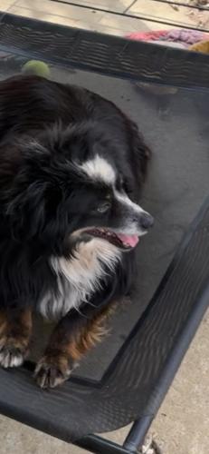 Lost Male Dog last seen Alexander Rd and Sedgewood, Rock Hill, SC 29732