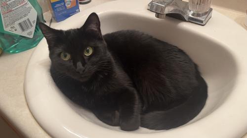 Lost Female Cat last seen Hawthorne at the Pines apmts, Aberdeen, NC 28315