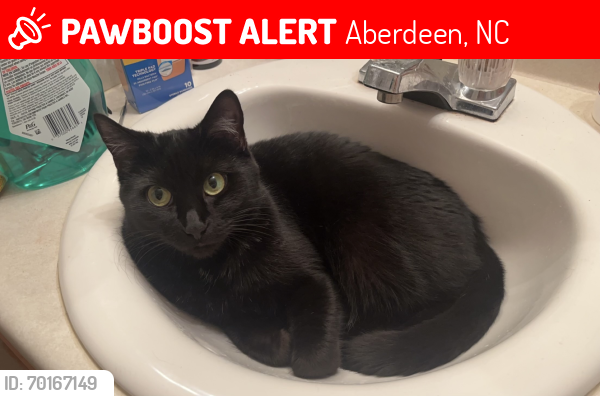 Lost Female Cat last seen Hawthorne at the Pines apmts, Aberdeen, NC 28315
