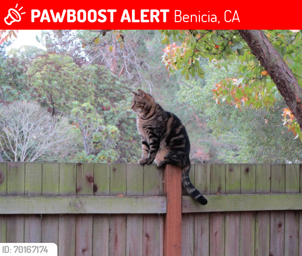 Lost Male Cat last seen Hastings and Solano , Benicia, CA 94510