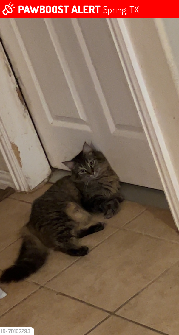 Lost Female Cat last seen Clover trace dr, Montgomery County, TX 77386