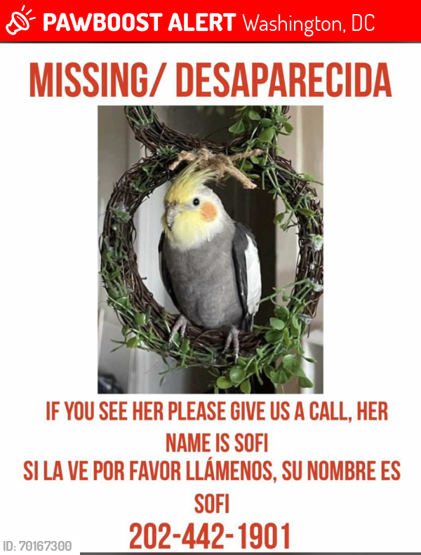 Lost Female Bird last seen 18th and park road NW, Washington, DC 20010