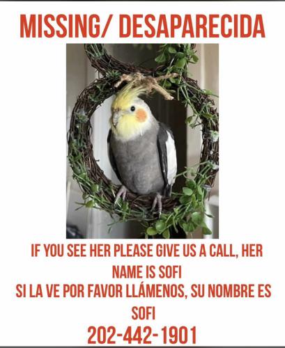 Lost Female Bird last seen 18th and park road NW, Washington, DC 20010