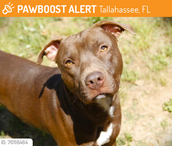 Shelter Stray Male Dog last seen Near BLOCK CAY LN TALLAHASSEE FL 32311, Tallahassee, FL 32311