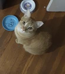 Reunited Male Cat last seen Laurens sc, Laurens, SC 29360