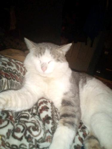 Lost Male Cat last seen County road 201/county Road 200, Liberty Hill, TX 78642