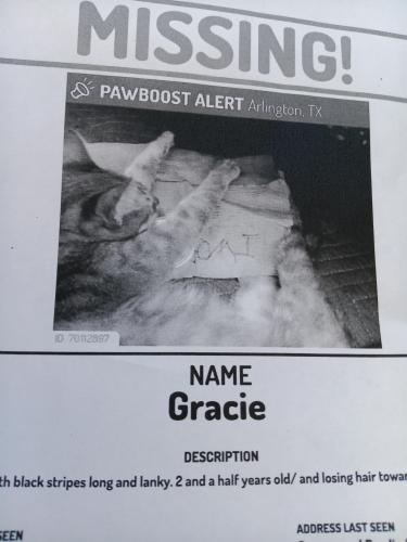 Lost Female Cat last seen Cooper , Arlington, TX 76017