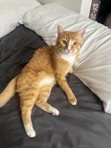 Lost Male Cat last seen 1st & Tangerine, Oro Valley, AZ 85737