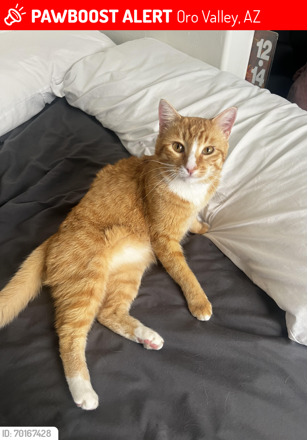 Lost Male Cat last seen 1st & Tangerine, Oro Valley, AZ 85737