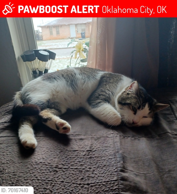 Lost Male Cat last seen Oakcliff s.e 52nd bryant, Oklahoma City, OK 73135