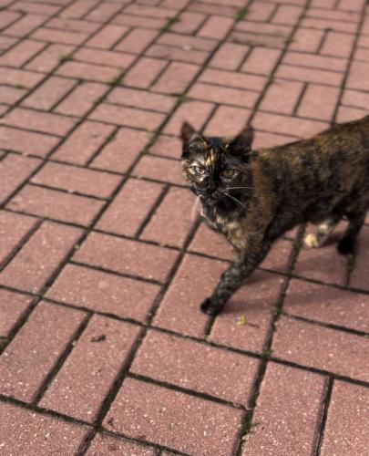 Lost Female Cat last seen Central Park area , Louisville, KY 40208