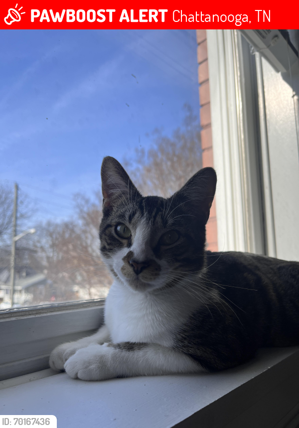 Lost Male Cat last seen E 13th St  S Willow St E 12th St, Chattanooga, TN 37404