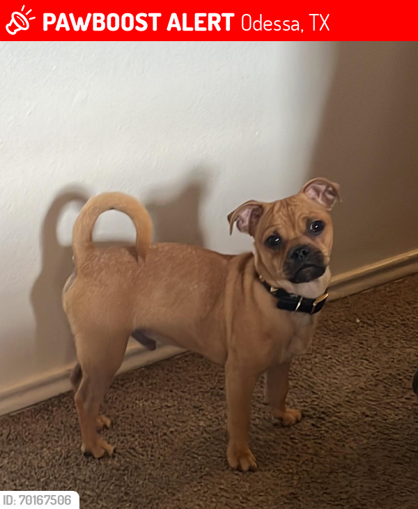 Lost Male Dog last seen Harless Ave , Odessa, TX 79763