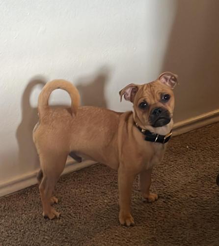 Lost Male Dog last seen Harless Ave , Odessa, TX 79763