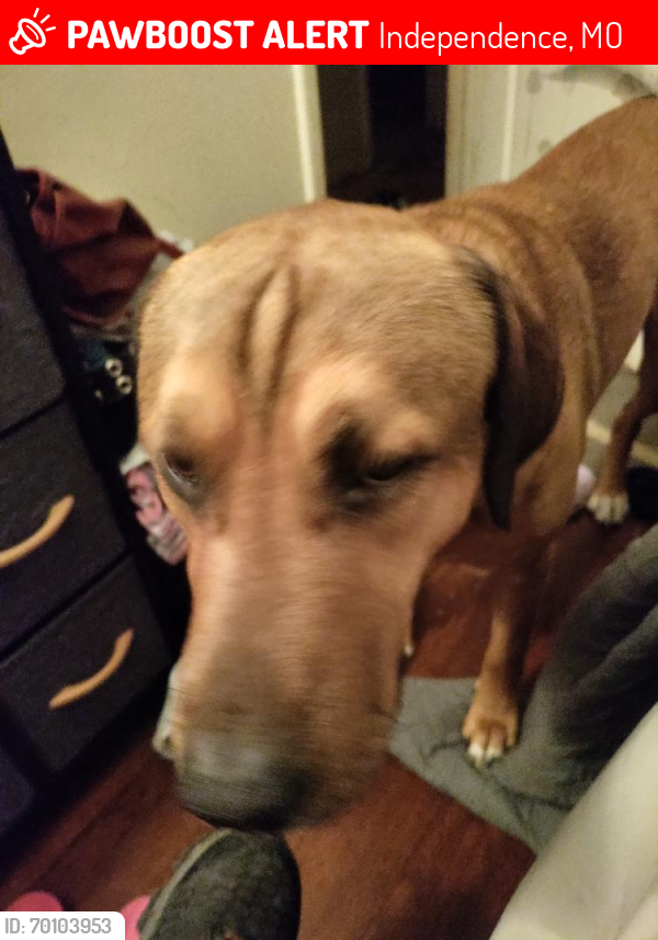 Lost Male Dog last seen Near E 69th St, Independence, MO 64057
