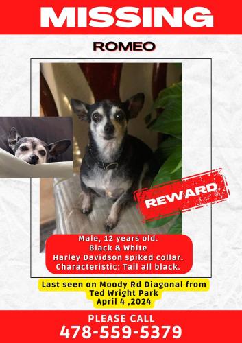 Lost Male Dog last seen Ted Wright Park, Warner Robins, GA 31005