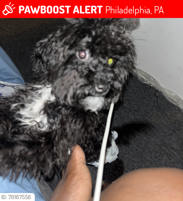 Lost Female Dog last seen 23rd and somerset st, Philadelphia, PA 19132
