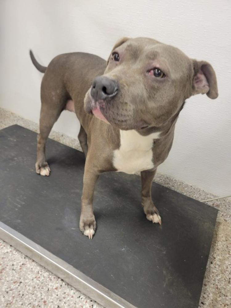 Shelter Stray Female Dog last seen Dallas, NC , Gastonia, NC 28052