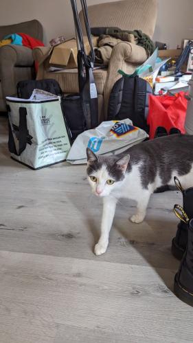 Found/Stray Female Cat last seen Near Cleveland Ave, Columbus, OH 43229