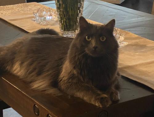 Lost Male Cat last seen Castleford way and Nuffield lane, Fort Worth, TX 76036