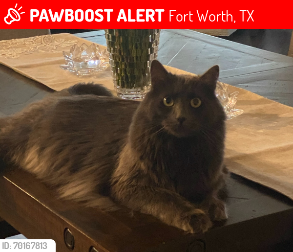 Lost Male Cat last seen Castleford way and Nuffield lane, Fort Worth, TX 76036
